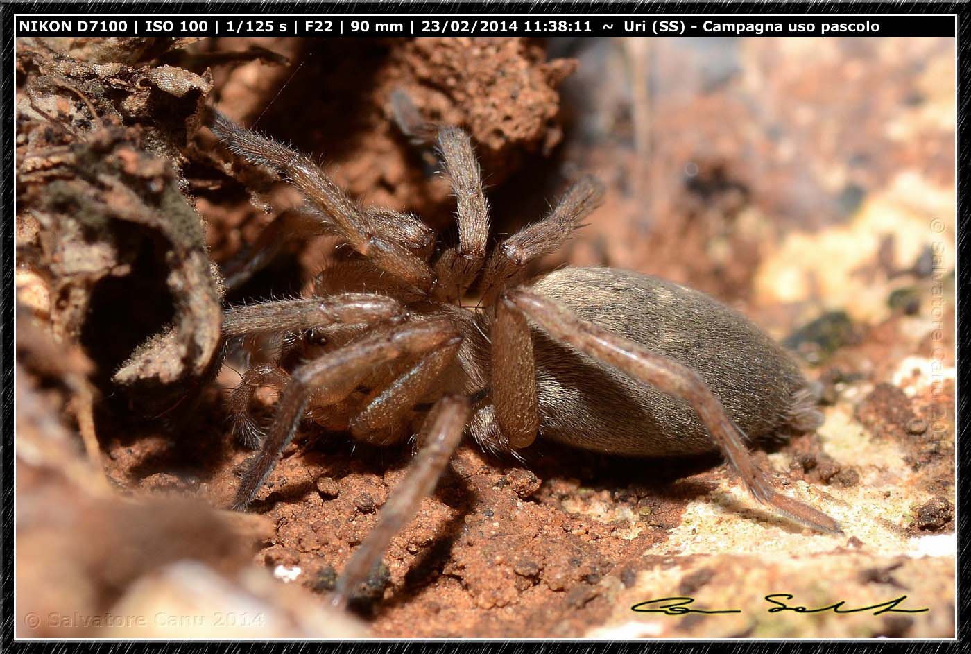 Drassodes sp. - Uri (SS)